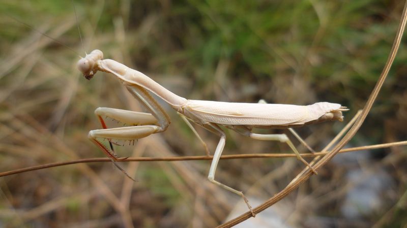 Iris oratoria e Mantis religiosa della Grecia